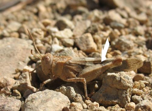 Oedipoda sp.