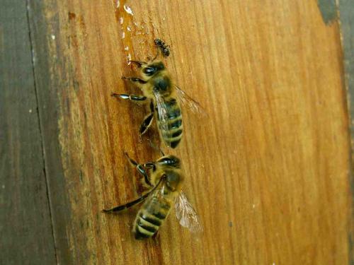 Réf. 33 714 : Apis mellifera