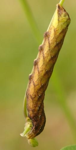 Réf. 33 183 : Sideridis rivularis