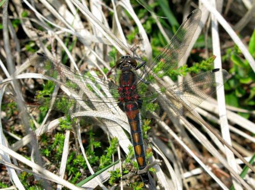 Réf. 33 416 : Leucorrhinia rubicunda