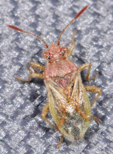 Rhopalus sp.
