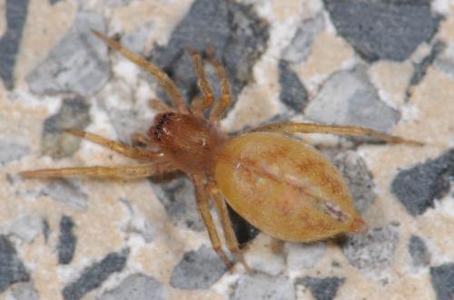 Réf. 33 424 : Clubiona sp.