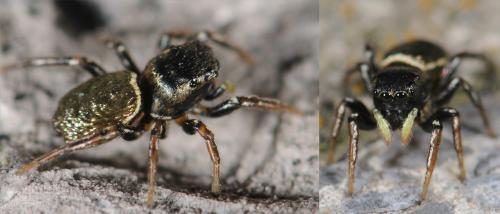 Réf. 33 427 : Heliophanus auratus