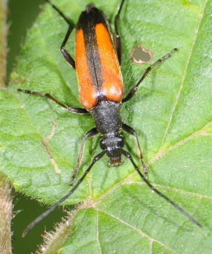 Réf. 33 567 : Stenurella melanura