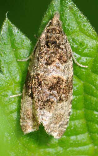 Orthotaenia undulana