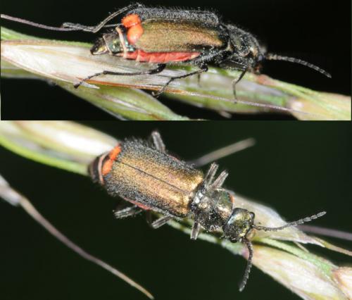 Malachius bipustulatus