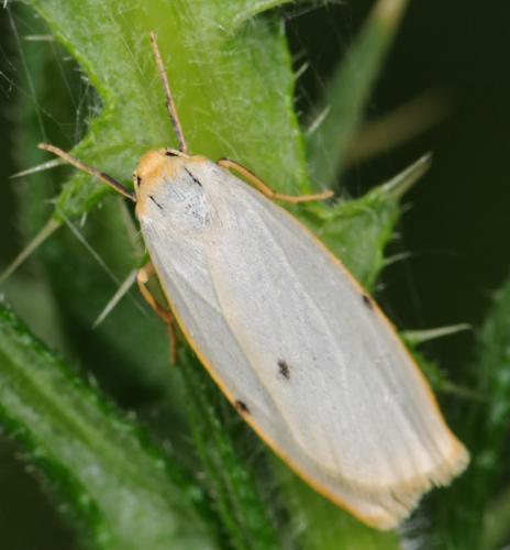 Réf. 33 507 : Cybosia mesomella