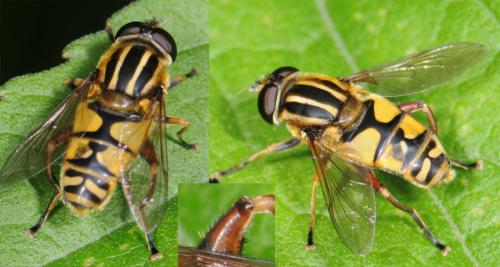 Réf. 33 500 : Helophilus pendulus