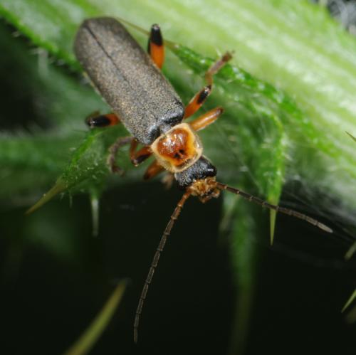 Réf. 33 610 : Cantharis nigricans