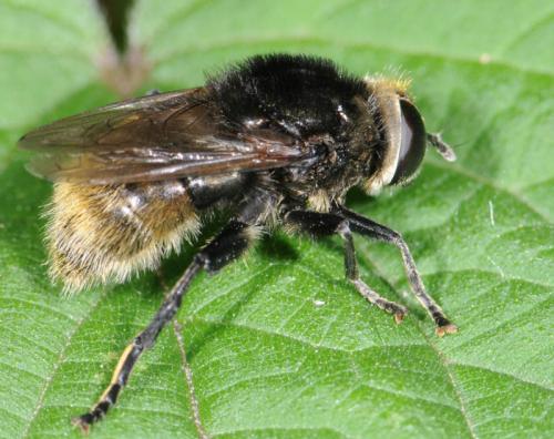 Merodon equestris