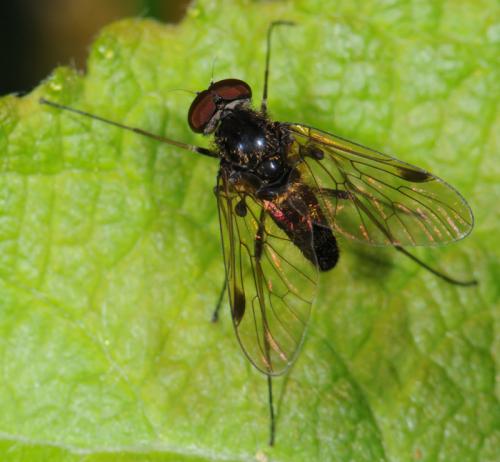 Chrysopilus cristatus
