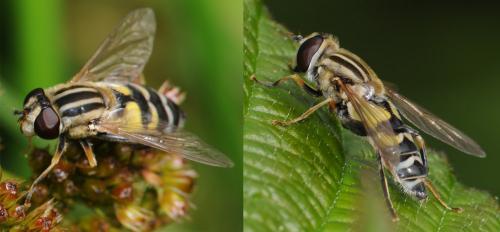 Réf. 33 644 : Helophilus trivittatus