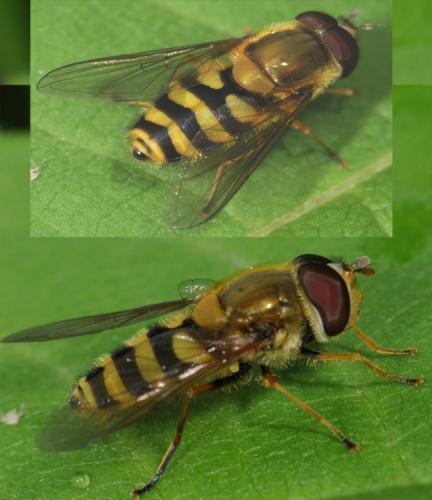 Réf. 33 645 : Syrphus sp.