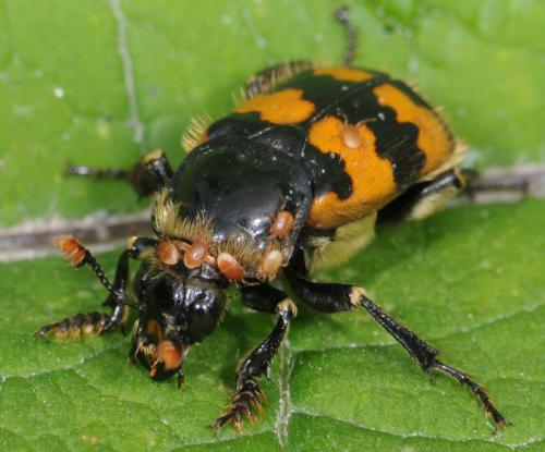Nicrophorus vespillo