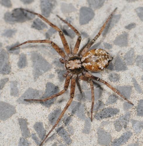 Philodromus sp.