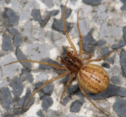 Réf. 33 777 : Pachygnatha clercki