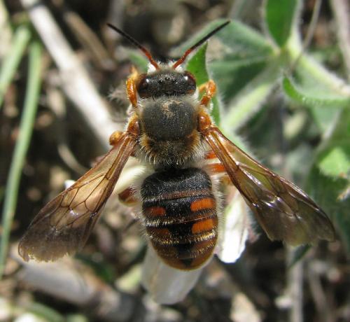 Réf. 33 542 : Rhodanthidium sticticum