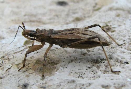 Réf. 33 475 : Oncocephalus pilicornis