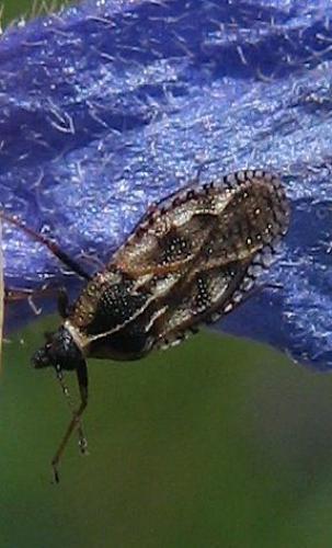 Dictyla echii