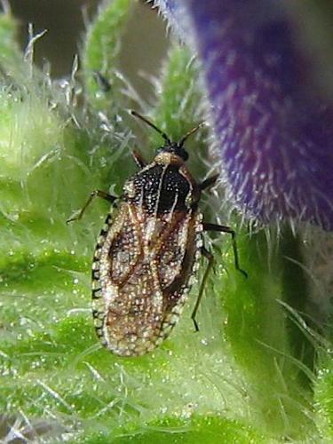 Dictyla echii