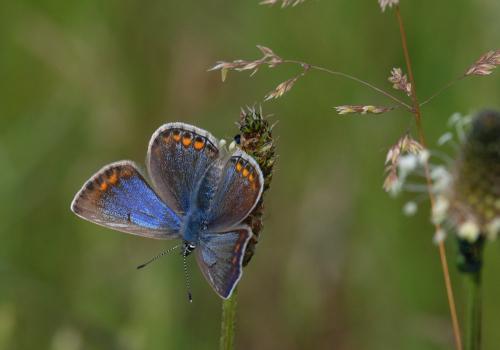 Polyommatus icarus