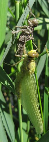 Orthetrum cancellatum