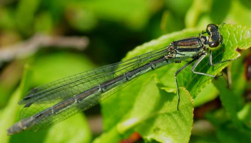 Réf. 33 313 : Coenagrion hastulatum