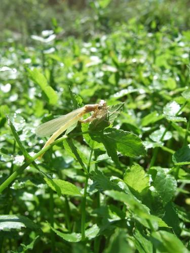 Réf. 33 944 : Coenagrion mercuriale