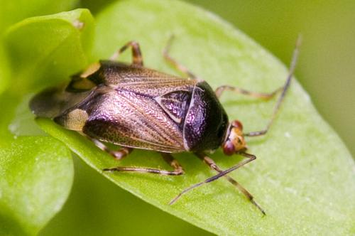 Réf. 33 706 : Deraeocoris flavilinea