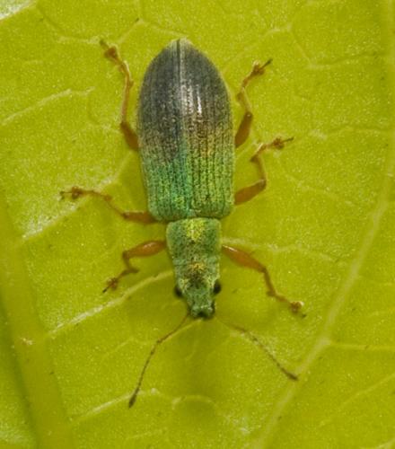 Réf. 33 709 : Polydrusus impressifrons