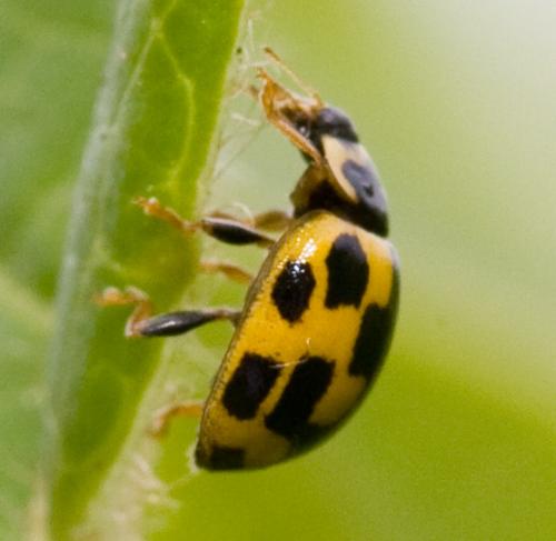 Propylea quatuordecimpunctata