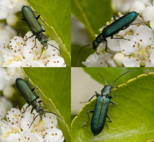 Réf. 33 711 : Ischnomera sp.