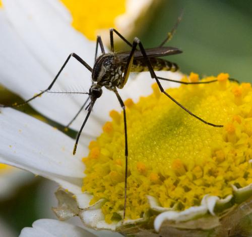 Réf. 33 712 : Aedes geniculatus