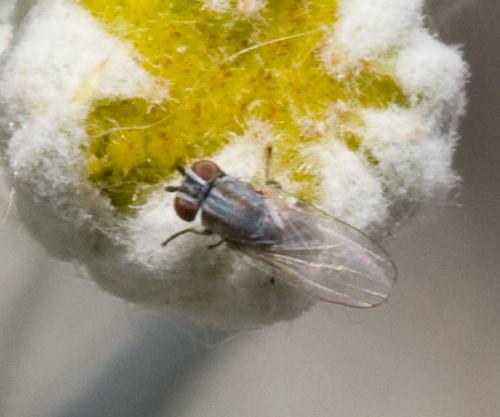 Réf. 33 713 : Leucopis sp.