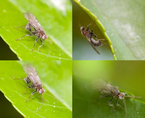Réf. 33 715 : Piogaster albina
