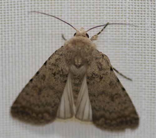 Réf. 33 720 : Caradrina clavipalpis