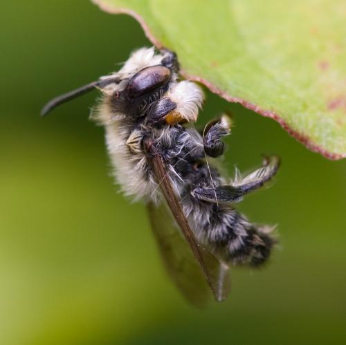 Megachile willughbiella