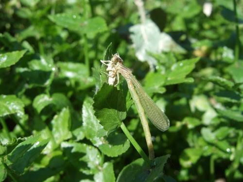 Coenagrion mercuriale