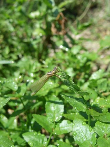 Coenagrion mercuriale