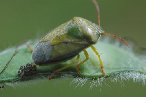 Piezodorus lituratus