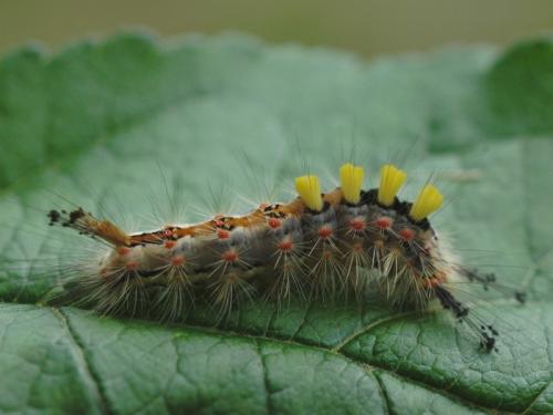 Orgyia antiqua
