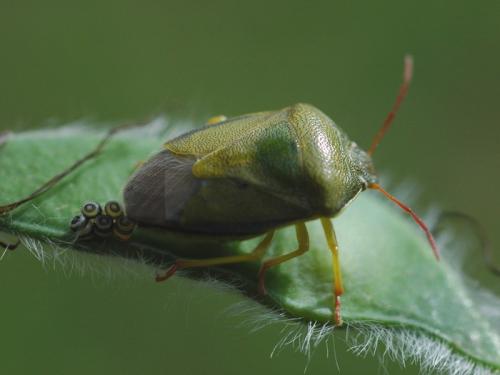 Réf. 33 026 : Piezodorus lituratus