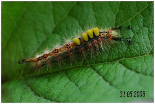 Orgyia antiqua