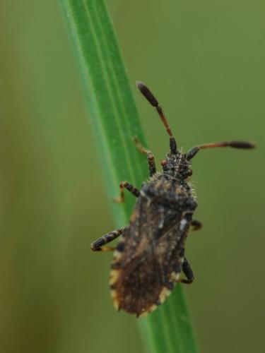 Réf. 33 128 : Strobilotoma typhaecornis