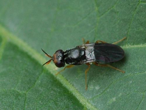 Réf. 33 195 : Chyliza extenuata