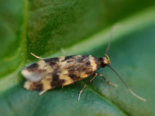 Réf. 33 491 : Oegoconia quadripuncta