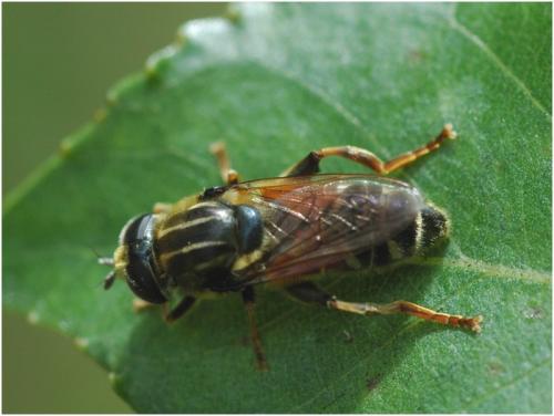 Réf. 33 437 : Merodon avidus