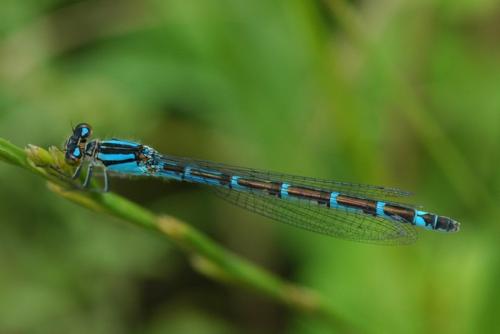 Enallagma cyathigerum