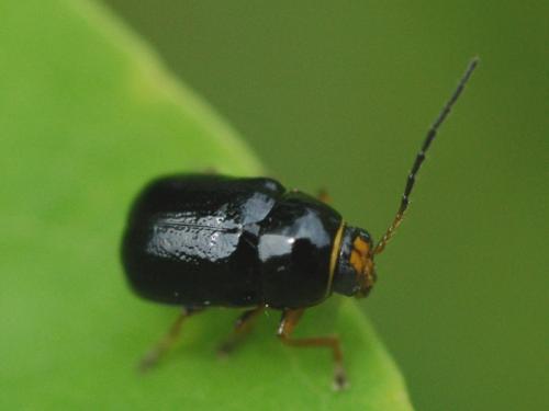 Cryptocephalus sp.