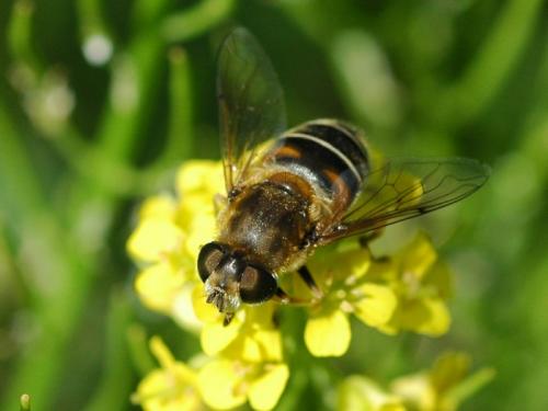 Réf. 33 546 : Eristalis nemorum